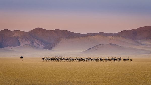 Снимок Ostrich kindergarten польского фотографа Tomasz Szpila, высоко оцененный в категории BIRDS конкурса Nature Photographer of the Year 2021. - Sputnik Азербайджан