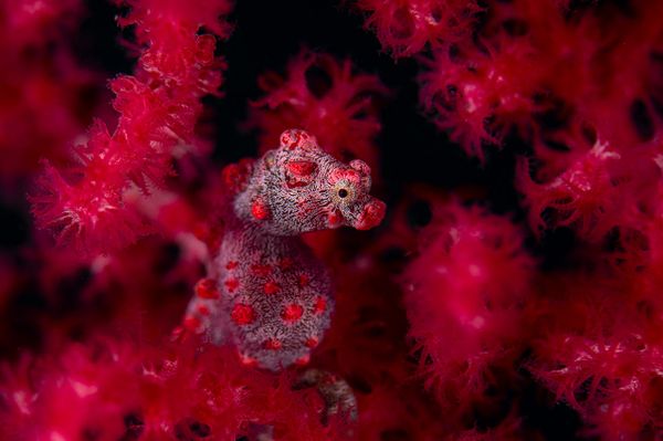 Снимок Red in red немецкого фотографа Georg Nies, победивший в категории UNDERWATER конкурса Nature Photographer of the Year 2021. - Sputnik Азербайджан