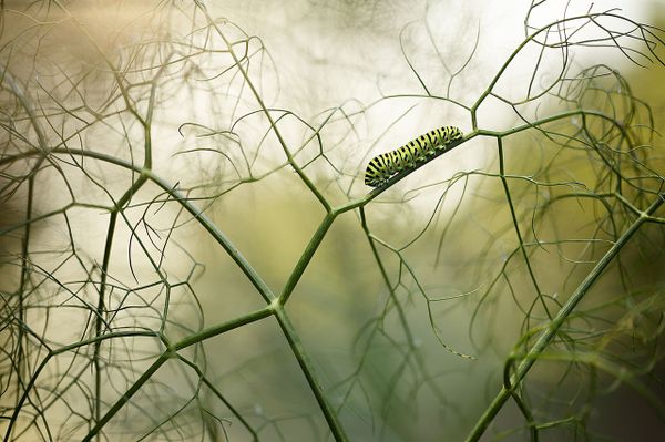 Снимок Walking among fennels испанского фотографа Ruben Perez Novo, победивший в категории OTHER ANIMALS конкурса Nature Photographer of the Year 2021. - Sputnik Азербайджан