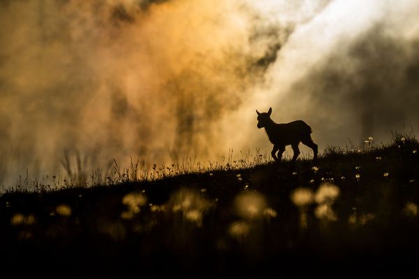 Снимок Beautiful world швейцарского фотографа Levi Fitze , победивший в категории YOUTH конкурса Nature Photographer of the Year 2021. - Sputnik Азербайджан