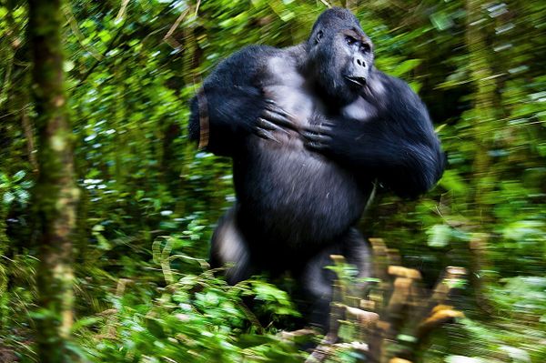 Снимок Silverbach Chimanuka австрийского фотографа Josef Friedhuber, победивший в категории MAMMALS конкурса Nature Photographer of the Year 2021. - Sputnik Азербайджан