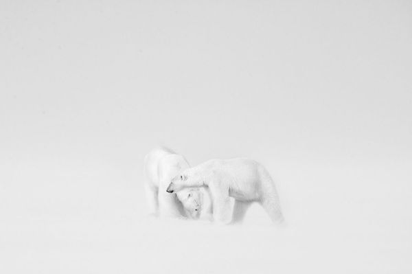 Снимок White Wedding израильского фотографа Roie Galitz, победивший в категории BLACK AND WHITE конкурса Nature Photographer of the Year 2021. - Sputnik Азербайджан