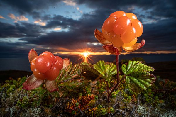 Снимок Natures eatable Arctic gould норвежского фотографа Audun Rikardsen, ставший вторым в категории PLANTS AND FUNGI конкурса Nature Photographer of the Year 2021. - Sputnik Азербайджан