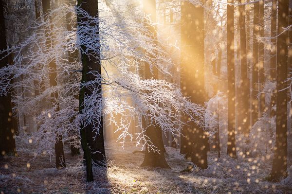 Снимок Heat of Hoar австрийского фотографа Rupert Kogler, победивший в категории PLANTS AND FUNGI конкурса Nature Photographer of the Year 2021. - Sputnik Азербайджан