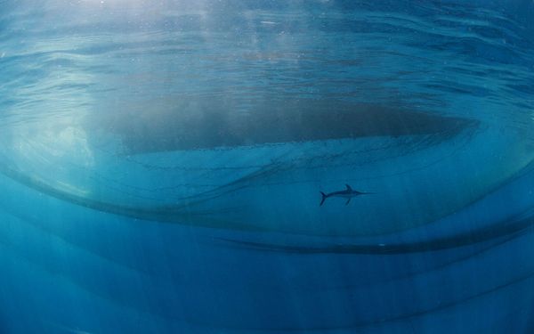 Снимок The king of the ocean испанского фотографа Javier Murcia, победивший в категории HUMAN AND NATURE конкурса Nature Photographer of the Year 2021. - Sputnik Азербайджан