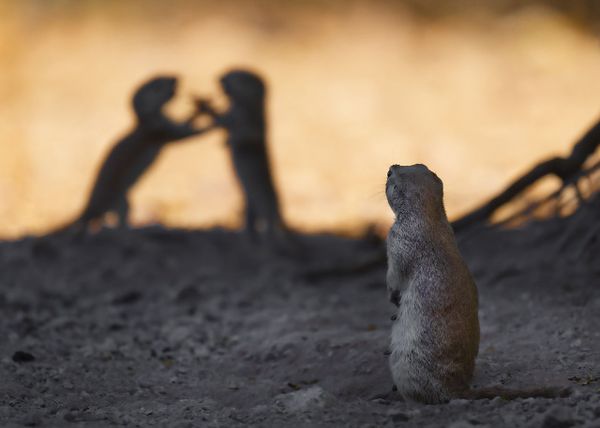 Снимок EMOTIONAL RANGE американского фотографа Lea Lee Inoue, победивший в категории FRED HAZELHOFF PORTFOLIO AWARD конкурса Nature Photographer of the Year 2021. - Sputnik Азербайджан