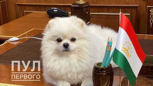 Питомец президента - шпиц Умка - Sputnik Азербайджан