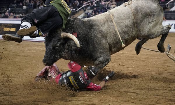 Бык сбрасывает своего наездника на соревнованиях The Beast Monster Energy Buckoff в Нью-Йорке, США. - Sputnik Азербайджан