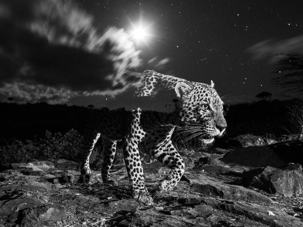 Снимок британского фотографа William Burrard-Lucas, победившего в категории Living World конкурса 2021 Travel Photographer of the Year. - Sputnik Азербайджан