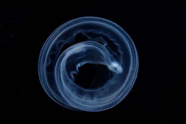 Снимок китайского фотографа Zhiyue Shi, получивший особое упоминание в категории LIVING WORLD PORTFOLIO SINGLE IMAGES конкурса 2021 Travel Photographer of the Year. - Sputnik Азербайджан
