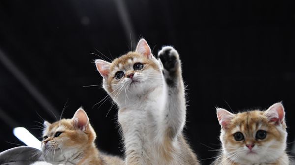 Котята породы британская на выставке КоШарики Шоу в Москве, совместной с международной выставкой KOT da VINCI - 10. - Sputnik Азербайджан