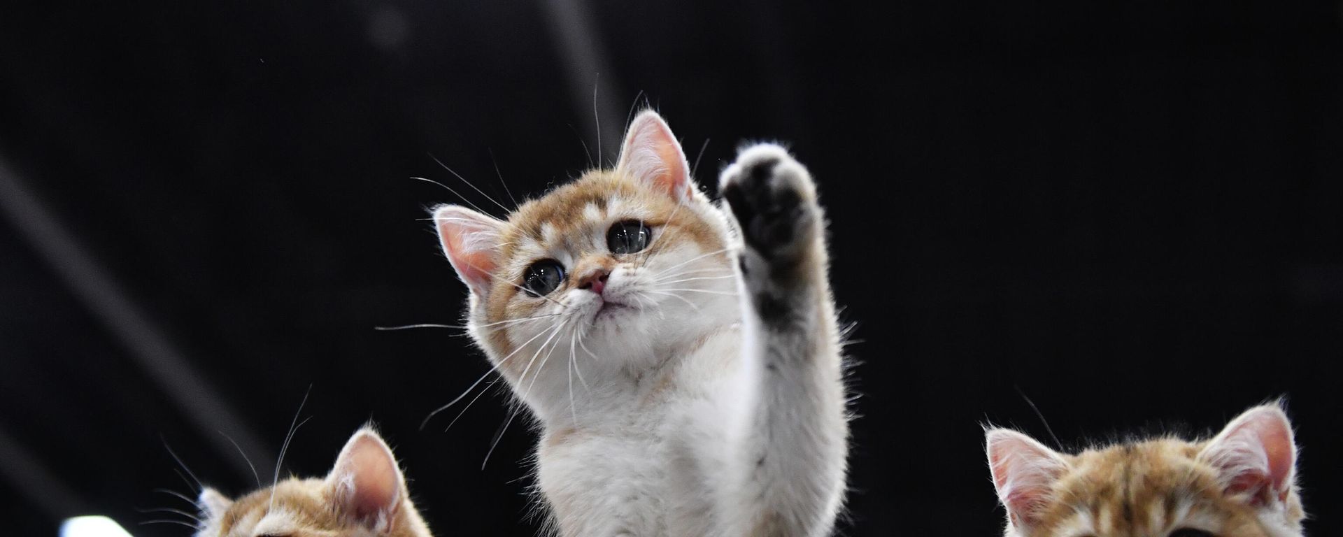 Котята породы британская на выставке КоШарики Шоу в Москве, совместной с международной выставкой KOT da VINCI - 10. - Sputnik Азербайджан, 1920, 04.12.2023