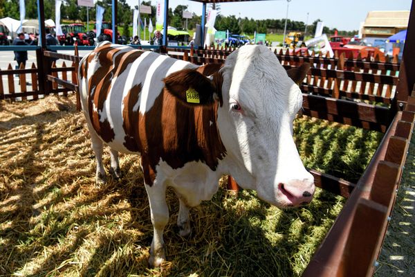 15-я международная сельскохозяйственная выставка Caspian Agro и 27-я международная выставка пищевой промышленности InterFood Azerbaijan - Sputnik Азербайджан