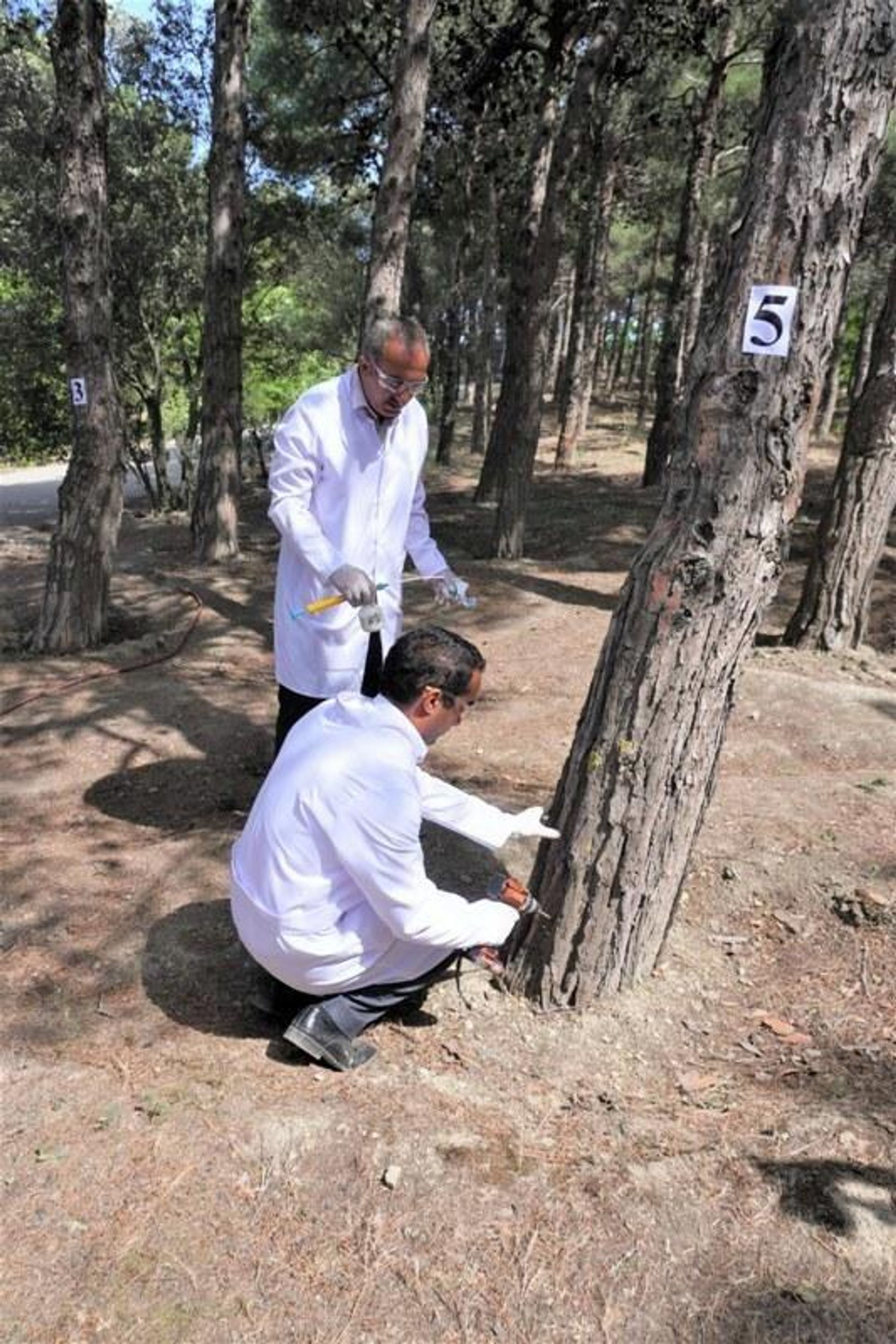 Bakıda 3 000 xəstə şam ağacı kəsilərək utilizasiya edilib - Sputnik Азербайджан, 1920, 08.06.2022
