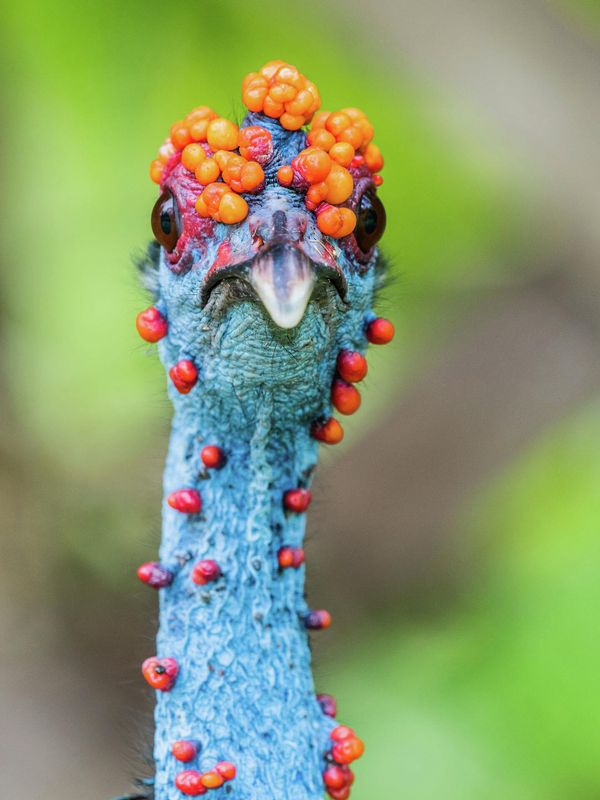 Снимок WART HEAD австрийского фотографа Leander Khil, ставший финалистом в категории Best Portrait фотоконкурса Bird Photographer of the Year 2022. - Sputnik Азербайджан