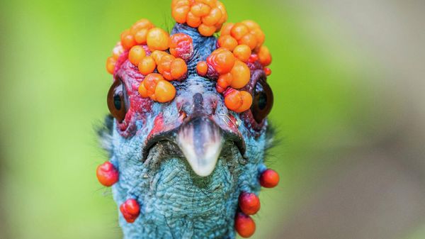 Снимок WART HEAD  австрийского фотографа Leander Khil, ставший финалистом в категории Best Portrait фотоконкурса Bird Photographer of the Year 2022 - Sputnik Азербайджан