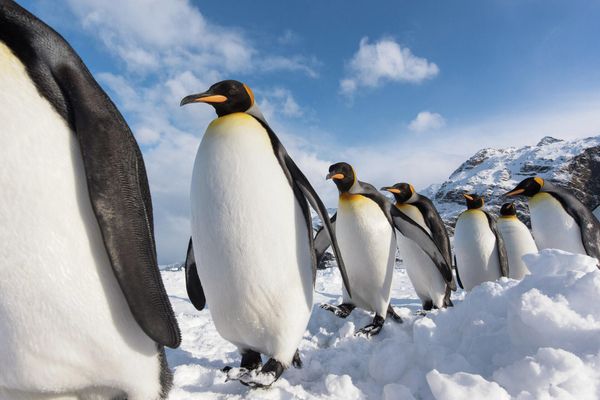 Снимок SINGLE FILE южноафриканского фотографа Ben Cranke, ставший финалистом в категории Best Portrait фотоконкурса Bird Photographer of the Year 2022. - Sputnik Азербайджан