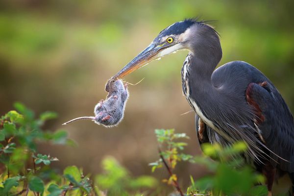 Снимок LIFE HANGING IN THE BALANCE американского фотографа Glenn Nelson, ставший финалистом в категории Bird Behaviourфотоконкурса Bird Photographer of the Year 2022. - Sputnik Азербайджан