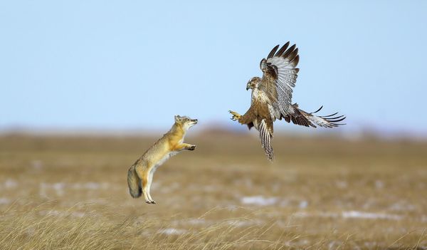 Снимок UPLAND BUZZARD VERSUS CORSAC FOX китайского фотографа Baozhu Wang, ставший финалистом в категории Bird Behaviour фотоконкурса Bird Photographer of the Year 2022. - Sputnik Азербайджан