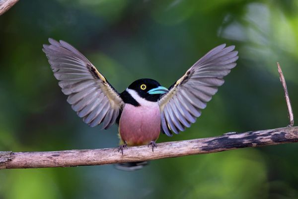 Снимок A Cartoon Bird Raising Its ‘Hands’ малайзийского фотографа Weng Keong Liew, ставший финалистом в категории Best Portrait фотоконкурса Bird Photographer of the Year 2022. - Sputnik Азербайджан