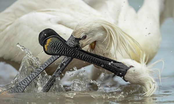 Снимок Full Contact венгерского фотографа Gabor Baross, ставший финалистом в категории Bird Behaviour фотоконкурса Bird Photographer of the Year 2022. - Sputnik Азербайджан