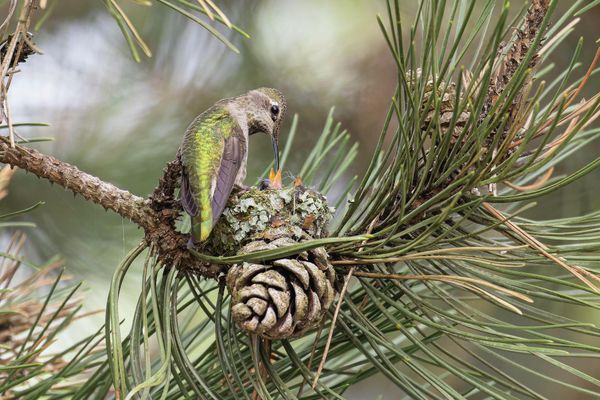 Снимок HUMMINGBIRD HIDEAWAY канадского фотографа Liron Gertsman, ставший финалистом в категории Bird Behaviour фотоконкурса Bird Photographer of the Year 2022. - Sputnik Азербайджан