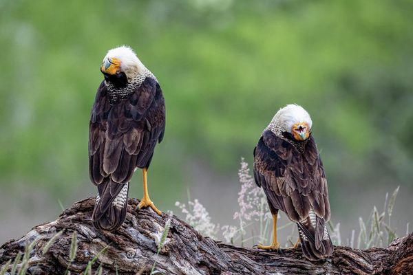 Снимок HEAD OVER HEELS IN LOVE американского фотографа Marti Phillips, ставший финалистом в категории Bird Behaviour фотоконкурса Bird Photographer of the Year 2022. - Sputnik Азербайджан