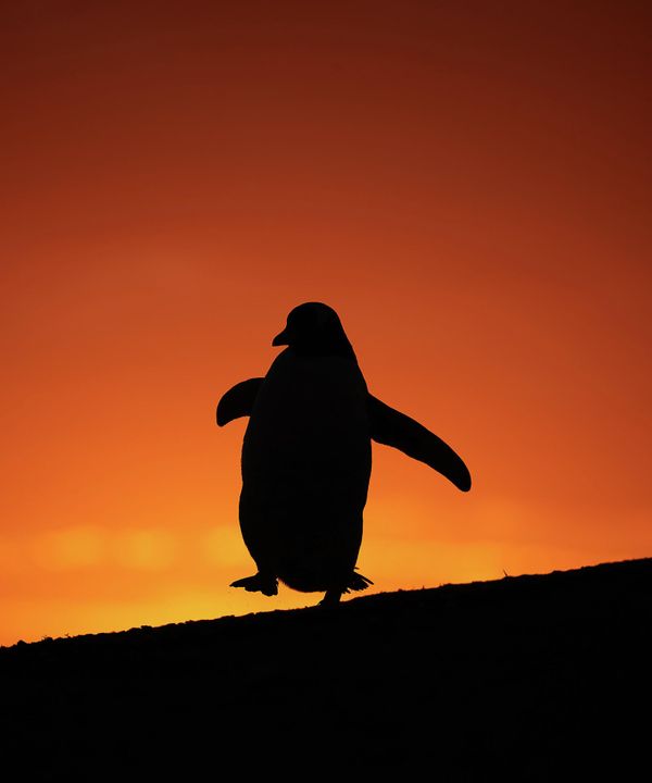 Снимок GENTOO DANCING AT SUNSET американского фотографа Audrey Wooller, ставший финалистом в категории Best Portrait фотоконкурса Bird Photographer of the Year 2022. - Sputnik Азербайджан