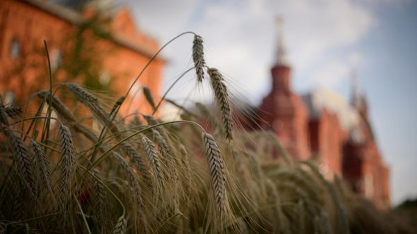 Урожай пшеницы, фото из архива - Sputnik Азербайджан