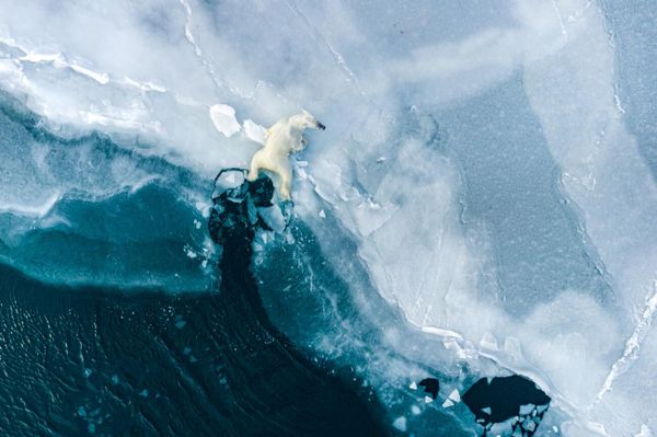 Снимок Learning Life норвежского фотографа Florian Ledoux, ставший вторым в категории Wildlife конкурса Drone Photo Awards 2022. - Sputnik Азербайджан