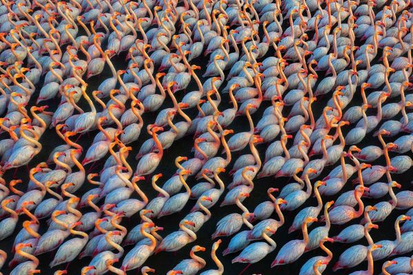 Снимок Solidarity иранского фотографа Mehdi Mohebipour, ставший победителем в категории Wildlife конкурса Drone Photo Awards 2022. - Sputnik Азербайджан