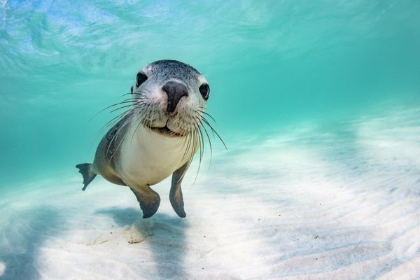 Снимок  фотографа Brooke Pyke из Австралии, победивший в категории Female Fifty Fathoms Award  конкурса Ocean Photographer of the Year 2022.  - Sputnik Азербайджан