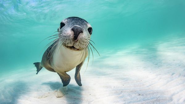Снимок  фотографа Brooke Pyke из Австралии, победивший в категории Female Fifty Fathoms Award  конкурса Ocean Photographer of the Year 2022 - Sputnik Азербайджан