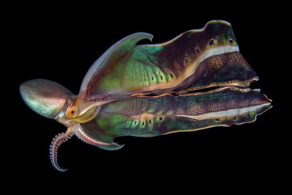 Снимок  фотографа Katherine Lu из Сингапура, ставший вторым в конкурсе Ocean Photographer of the Year 2022.  - Sputnik Азербайджан
