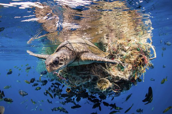 Снимок  фотографа Simon Lorenz, победивший в категории Ocean Conservation Photographer of the Year (IMPACT) конкурса Ocean Photographer of the Year 2022.   - Sputnik Азербайджан