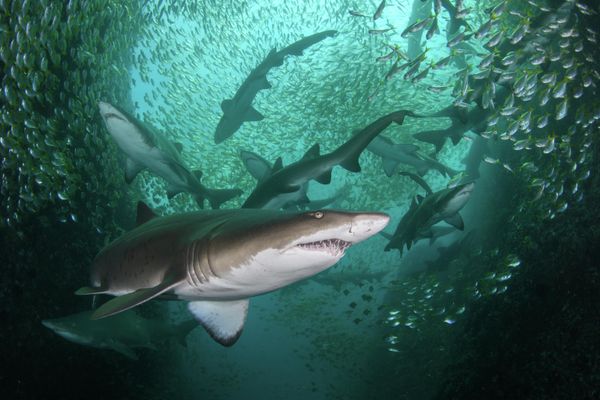 Снимок  фотографа Nicolas Remy из Австралии, победивший в категории Conservation Photographer of the Year (HOPE) конкурса Ocean Photographer of the Year 2022.  - Sputnik Азербайджан