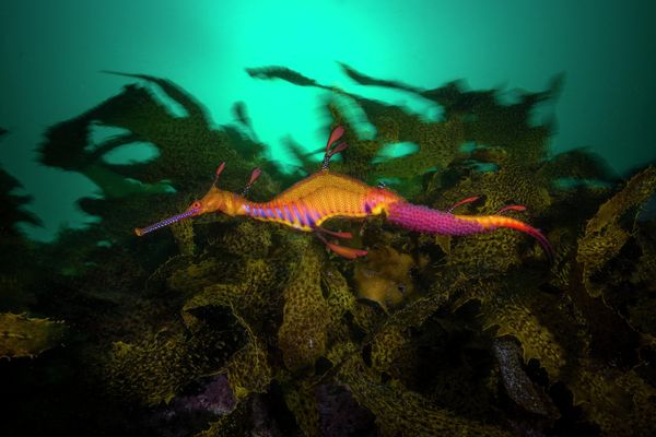 Снимок фотографа Matty Smith из Австралии, победивший в категории Portfolio конкурса Ocean Photographer of the Year 2022.  - Sputnik Азербайджан
