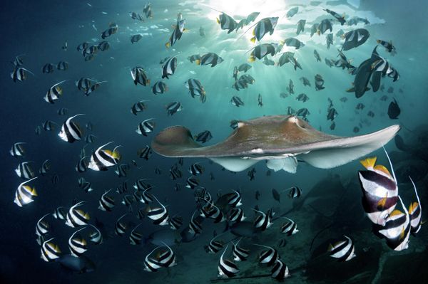 Снимок  фотографа Andreas Schmid из Германии, ставший вторым в категории Conservation Photographer of the Year (HOPE) конкурса Ocean Photographer of the Year 2022.  - Sputnik Азербайджан