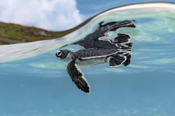 Снимок  фотографа Ryuta Ogawa из Японии, победивший в категории Young Ocean Photographer of the Year  конкурса Ocean Photographer of the Year 2022. - Sputnik Азербайджан