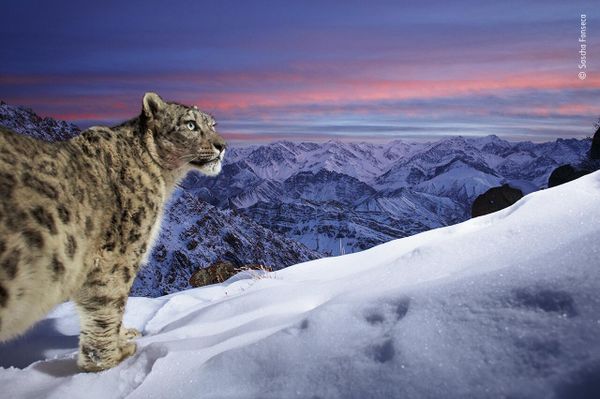 Снимок World of the snow leopard немецкого фотографа Sascha Fonseca, попавший в шортлист конкурса Wildlife Photographer of the Year People's Choice Award 2022.  - Sputnik Азербайджан