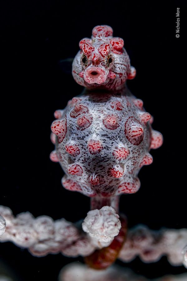 Снимок A tight grip британского фотографа Nicholas More, попавший в шортлист конкурса Wildlife Photographer of the Year People's Choice Award 2022.  - Sputnik Азербайджан