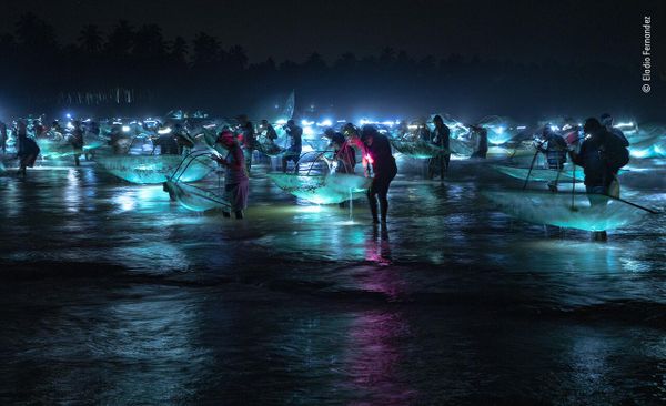 Снимок Fishing for glass eels доминиканского фотографа Eladio Fernandez, попавший в шортлист конкурса Wildlife Photographer of the Year People's Choice Award 2022.  - Sputnik Азербайджан