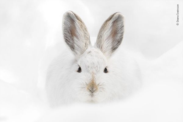 Снимок Snowshoe hare stare американского фотографа Deena Sveinsson, попавший в шортлист конкурса Wildlife Photographer of the Year People's Choice Award 2022.  - Sputnik Азербайджан