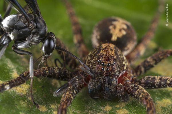 Снимок Wasp attack испанского фотографа Roberto García-Roa, попавший в шортлист конкурса Wildlife Photographer of the Year People's Choice Award 2022.  - Sputnik Азербайджан