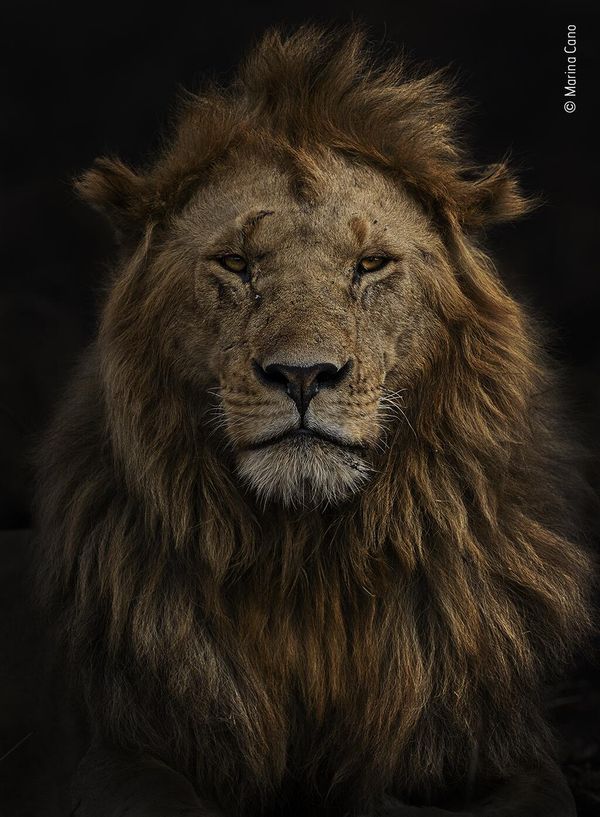 Снимок Portrait of Olobor испанского фотографа Marina Cano, попавший в шортлист конкурса Wildlife Photographer of the Year People's Choice Award 2022.  - Sputnik Азербайджан