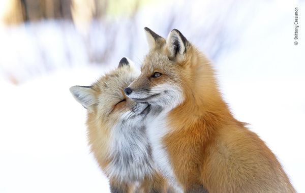 Снимок Fox affection канадского фотографа Brittany Crossman, попавший в шортлист конкурса Wildlife Photographer of the Year People's Choice Award 2022.  - Sputnik Азербайджан