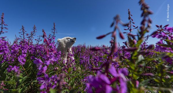 Снимок Among the flowers канадского фотографа Martin Gregus, попавший в шортлист конкурса Wildlife Photographer of the Year People's Choice Award 2022.  - Sputnik Азербайджан