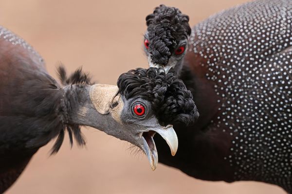 Снимок That’s the spot! южноафриканского фотографа Richard Flack, попавший в шортлист конкурса Wildlife Photographer of the Year People's Choice Award 2022.  - Sputnik Азербайджан