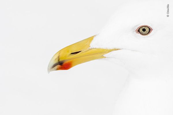 Снимок Red and yellow французского фотографа Chloé Bès, попавший в шортлист конкурса Wildlife Photographer of the Year People's Choice Award 2022.  - Sputnik Азербайджан