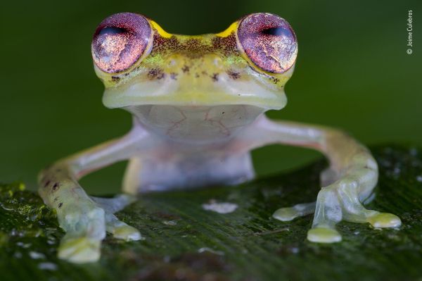 Снимок The frog with the ruby eyes испанского фотографа Jaime Culebras, попавший в шортлист конкурса Wildlife Photographer of the Year People's Choice Award 2022.  - Sputnik Азербайджан